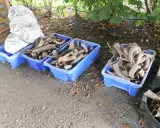 Błękitne skrzynki pełne rogów, które mogą posłużyć do produkcji mączki rogowej. Obok worek z materiałem.