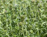 Gros plan sur des brins de thym aux petites fleurs roses. Le thym à thymol, bien que bénéfique, peut présenter un danger s'il est mal utilisé.