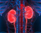 Anatomia nerek z naczyniami krwionośnymi. Zdjęcie ilustruje układ moczowy, który filtruje krew, usuwając toksyny mocznicowe.