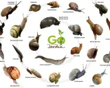 Voici pourquoi j'ai plein d'escargots dans mon jardin : une collection d'espèces variées, du petit gris à la grande loche, illustre la biodiversité de mon espace vert.
