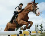 Reiterin und braunes Pferd springen über Hindernis. Tolle **Springparcour Ideen** für Training und Wettkampf.