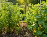 Un potager ensoleillé avec des plants de tomates et une belle association concombre potager, le tout soutenu par des tuteurs en bambou.