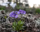 Two purple primroses with yellow centers bloom in dry leaves and soil.