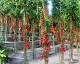 Tomatplantor med klasar av mogna röda körsbärstomater som hänger ner. Bilderna visar hur friska tomater ser ut, utan synliga sjukdomar.