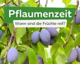 Reife Pflaumen hängen an einem Baum. Die Frage "Wann ist Pflaumenzeit?" wird gestellt, um den perfekten Erntezeitpunkt zu finden.
