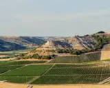 Paisaje de viñedos en terrazas que producen vinos de Ribera del Duero. Colinas secas y un acantilado rocoso al fondo.