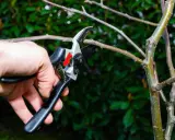 Mano podando una rama de manzano con tijeras de podar. Es el momento ideal cuando se podan los manzanos para asegurar una buena cosecha.