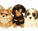 Trzy urocze szczenięta: rudy, jamnik i shih tzu. Zastanawiasz się, ile to ludzkich lat?