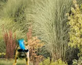 Un bouledogue avec une crête punk bleue et des lunettes de soleil pose dans un jardin luxuriant, un vrai jardin punk.