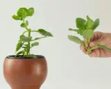 Różne kalanchoe rodzaje: jedna roślina w doniczce, druga w dłoni.