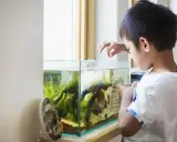 Jak karmić rybki akwariowe? Uniknij błędów i ciesz się ich zdrowiem!