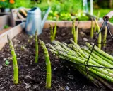 Frischer Spargel wächst im Beet, ein Korb voller Ernte daneben. Die Frage "wie lange kann man Spargel ernten" beschäftigt jeden Gärtner.