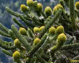 Gros plan sur les cônes et les aiguilles d'un Araucaria, une des variétés de pins et sapins aux formes uniques.