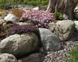 Vacker stenparti inspiration med rosa och lila blommor som klättrar över stora stenar. En gammal trädstam ger karaktär.