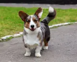 Uroczy corgi z umaszczeniem merle, z charakterystycznymi łatami, stoi na ścieżce.
