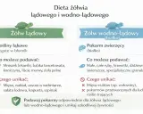 Jak karmić żółwia wodno-lądowego? Dieta dla zdrowia!