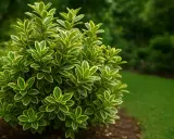 Un arbuste d'Euonymus japonicus aux feuilles vertes et jaunes, bien taillé, se dresse dans un jardin verdoyant.