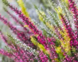 Bunte Heideblüten in Pink, Weiß und Gelb. Eine schöne Erinnerung daran, was man im Herbst pflanzen kann, um Farbe in den Garten zu bringen.