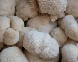 Un amas de champignons lion s mane, d'une blancheur éclatante, évoquant une crinière soyeuse.