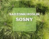 Zielone igły sosny do ogrodu. Sadzonki roślin sosny dostępne w sklepie zielonyogrodek.pl.