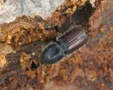 A close-up shows what bark beetles look like: a dark, fuzzy beetle with segmented wings, nestled in rough, brown wood.