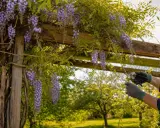 Des grappes de glycine arbre en fleurs tombent d'une pergola en bois. Des mains gantées taillent la plante.