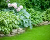 A lush garden bed features variegated and solid green hostas plants, bordered by a stone wall and a vibrant green lawn.