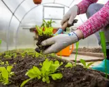 Manos enguantadas plantando lechugas en un invernadero casero.