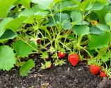 Un fraisier en pleine croissance, avec des feuilles vertes luxuriantes, des fleurs blanches et des fruits rouges mûrs. Un stolon fraisier s'étend sur le sol.
