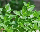 Feuilles de menthe luxuriantes, baignées par le soleil ou à l'ombre, prêtes à parfumer vos plats.