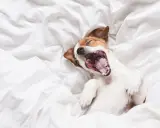 Jack Russell terrier leży na białej pościeli, ziewając szeroko. To taki wycie psa, że aż uszy mu się kładą!