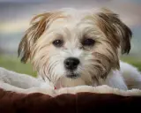 Uroczy bichon frise brązowy z puszystym futerkiem, leżący w miękkim legowisku.