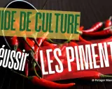 Guide de culture : réussir les piments. Une image qui met en avant la culture piment avec des piments rouges vifs.