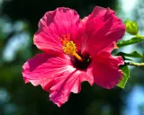 Piękny, różowy hibiskus ogrodowy. Czy nadaje się na herbatę? Jego płatki mogą dodać koloru i smaku naparowi.