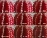 Muestra cómo el ruido aumenta en una foto de cactus al subir el ISO de la cámara, desde ISO 400 hasta ISO 65535.