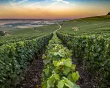Reihen von grünen Weinreben erstrecken sich über sanfte Hügel im Abendlicht. Hier wachsen die Champagner Rebsorten für edlen Schaumwein.
