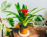 Une bromélia rouge vif au centre, entourée d'autres plantes d'intérieur. L'entretien de cette plante est simple.