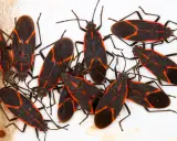A cluster of brown boxelder bugs with distinctive red markings on their dark bodies.