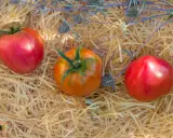 Trois tomates, dont une tomate Anna Russian, reposent sur un lit de paille avec des chardons bleus.