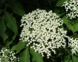 Holunderblüten im Garten: schön, aber die Nachteile sind, dass sie schnell wachsen und sich ausbreiten können.