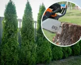 Kara za wycięcie tui bez zezwolenia. Piła łańcuchowa ścina pień drzewa, obok rosną żywopłoty z tui.