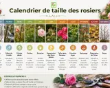 Calendrier pour savoir comment tailler un rosier mois par mois, de janvier à décembre, avec des conseils essentiels.
