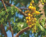 Grappe de fruits jaunes mûrs sur un arbre, source de l'huile de neem insecticide naturelle.