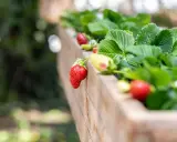 Fraises rouges et vertes mûrissant sur un fraisier remontant dans une jardinière en bois.