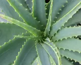 Widok z góry na soczyste, zielone liście aloesu, z charakterystycznymi ząbkami na brzegach. Tak wygląda aloes.