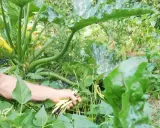 Un homme récolte des haricots verts dans un potager luxuriant.