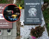 Ile kosztuje kremacja kota? Pełny przewodnik po cenach i procesie
