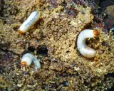 Trois larves de hanneton, blanches et courbées, se nourrissent dans le compost.