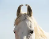 Nahaufnahme eines weißen Marwari-Pferdes mit nach vorne gerichteten Ohren und einer hellen Mähne vor blauem Himmel.