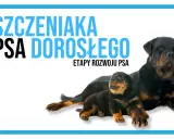 Dorosły Rottweiler i szczeniak leżą obok siebie, symbolizując etapy rozwoju psa, od kiedy szczeniaki zaczynają chodzić do dorosłości.
